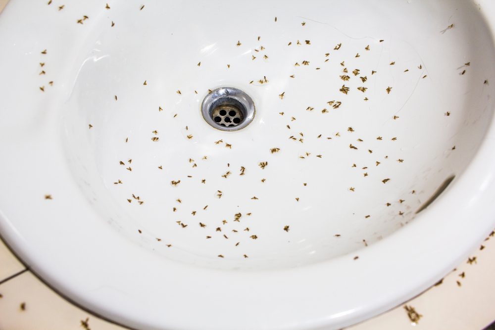 Everything You Need to Know About Drain Flies